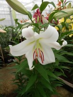 [4165 Zambesi Mak No102.JPG]